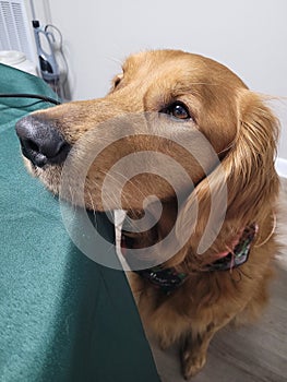 Closeup shot of a cute golden retriever looking innocently with doe eyes