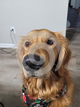 Closeup shot of a cute golden retriever looking innocently with doe eyes