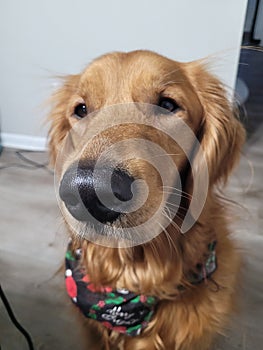 Closeup shot of a cute golden retriever looking innocently with doe eyes