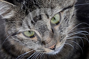 Closeup shot of a cute gray cat`s face with green eyes