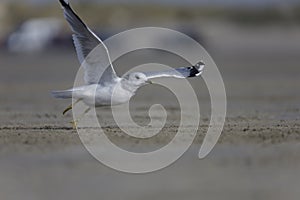 Closeup shot of a cute gull landing on the sand at the beach