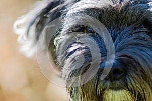 Closeup shot of a cute hairy dog