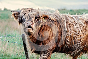 Closeup shot of a cute highland cow  grazing in a field