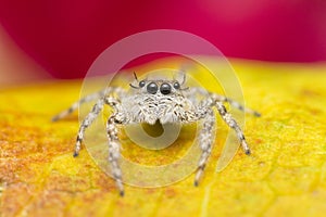 Closeup shot of a cute Jumping spider