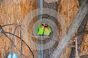 Closeup shot of cute Lovebirds in a zoo