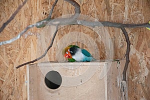 Closeup shot of cute Lovebirds in a zoo