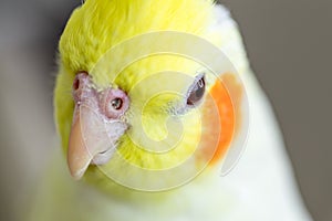 Closeup shot of a cute lutino cockatiel on a blurred background