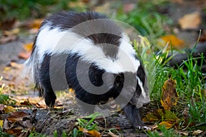 Closeup shot of a cute Mephitidae in the wilderness