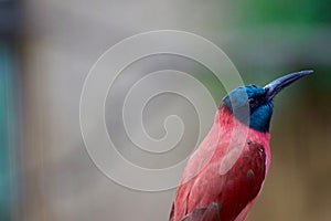 Closeup shot of a cute Northern carmine bee-eater (Merops nubicus) on a blurred background