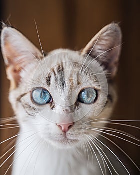 Closeup shot of a cute Ojos Azules photo