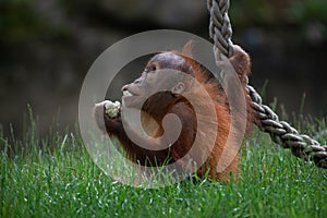 Closeup shot of a cute orangutan holding food and playing with a rope in the forest