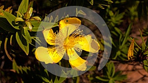 Closeup shot of a cute Perforate St John`s-wort under the sunlight photo