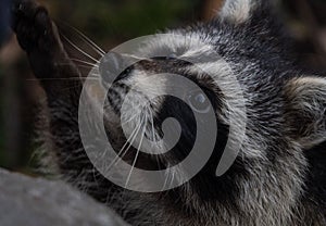 Closeup shot of a cute raccoon snort photo