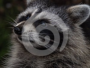 Closeup shot of a cute raccoon snort photo