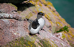 Closeup shot of cute razorbill auks on the coast