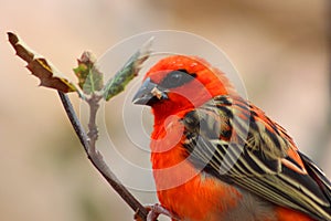 Closeup shot of a cute red bird perching on a tree branch with a blurred background