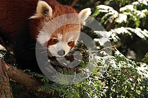 Closeup shot of a cute red panda (Ailurus fulgens) resting on a tree branch on a blurred background