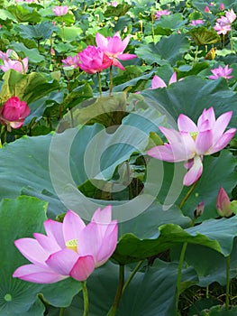 Closeup shot of cute sacred lotuses under the sunlight