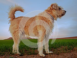 Closeup shot of a cute shepherd dog standing in the wheat field in the evening