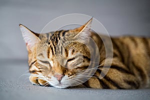 Closeup shot of a cute sleeping Bengal cat