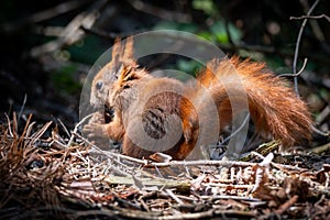 Closeup shot of a cute squirrel eating a pine cone in the forest on a blurred background