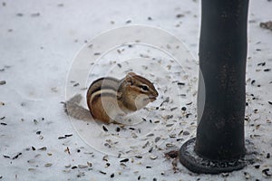 Closeup shot of a cute squirrel eating the sunflower seeds while sitting on the snowy ground