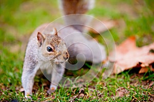 Closeup shot of a cute squirrel standing on the grass feeling the enemy approaching