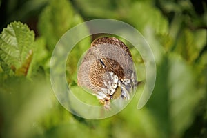 Closeup shot of a cute Stockente duck in the grass