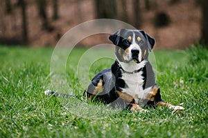 Closeup shot of a cute Swiss  Entlebucher mountain dog in the park with green grass