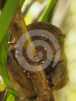 Closeup shot of a cute tarsier on a blurred background