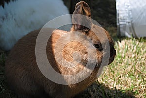 Closeup shot of a cute Thuringer rabbit