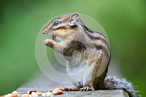 Closeup shot of a cute tiny fluffy Chipmunk eating a nut on a rock