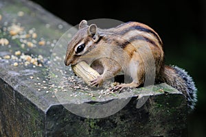 Closeup shot of a cute tiny fluffy Chipmunk eating a nut on a rock