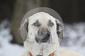 Closeup shot of a cute white dog with droopy ears