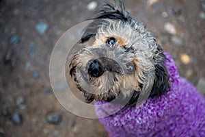 Closeup shot of a cute Yorkipoo standing on the ground