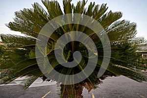 Closeup shot of Cycas revoluta, sago palm.