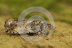 Closeup shot of a Cydia fagiglandana in a garden during the day