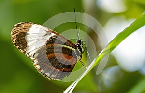 Closeup shot of a cydno longwing butterfly on a plant.