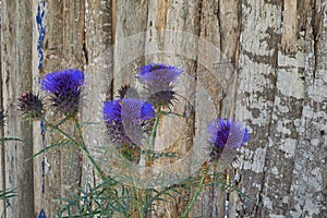 Closeup shot of the Cynara cardunculus (Cardoon), a robust perennial