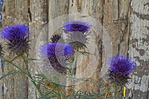 Closeup shot of the Cynara cardunculus (Cardoon), a robust perennial