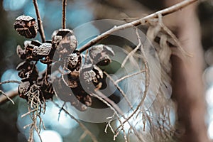 Closeup shot of cypress tree dry pine cones