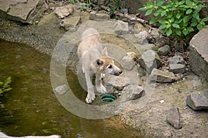 Closeup shot of a Czechoslovakian Wolfdog in Osnabruck zoo, Germany