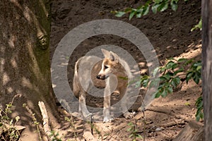 Closeup shot of a Czechoslovakian Wolfdog in Osnabruck zoo, Germany