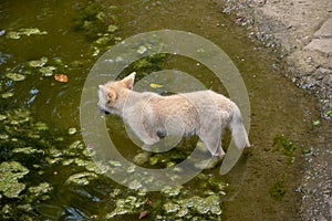 Closeup shot of a Czechoslovakian Wolfdog in Osnabruck zoo, Germany