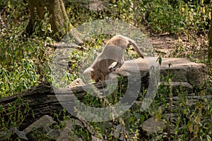 Closeup shot of a Czechoslovakian Wolfdog in Osnabruck zoo, Germany