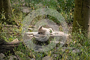 Closeup shot of a Czechoslovakian Wolfdog in Osnabruck zoo, Germany