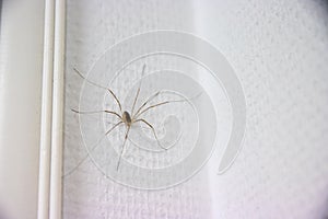 Closeup shot of a daddy longlegs spider on a white wall with blur background