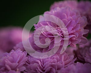 Closeup shot of a Dahlia Bonny flower found growing in a garden