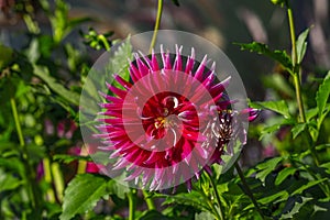 Closeup shot of dahlia flower in the park