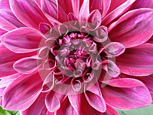 Closeup shot of Dahlia Taboo Flower